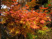 foto_20071115_1357_02