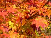 foto_20071115_1358_02