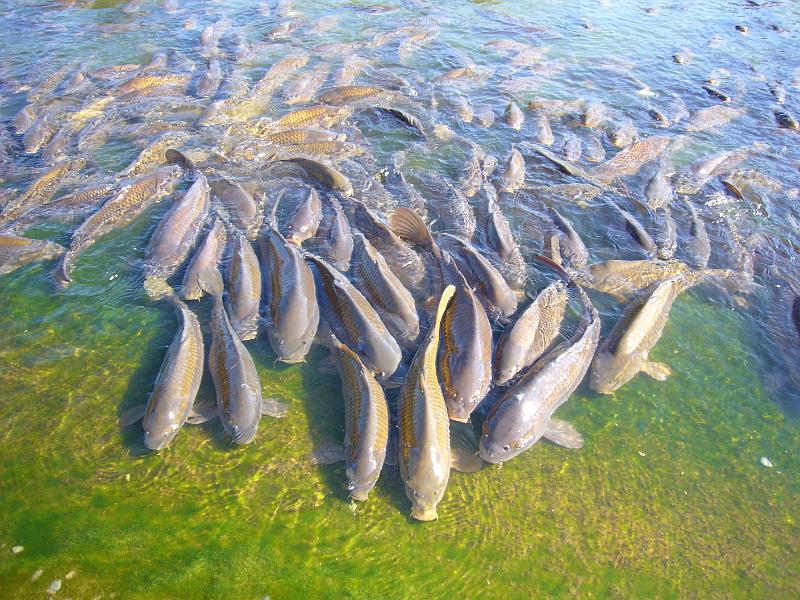 foto_20071119_1209_01.jpg - [de]Den Karpfen im Teich geht langsam das Wasser aus.[en]The carps in the pond are running out of water.