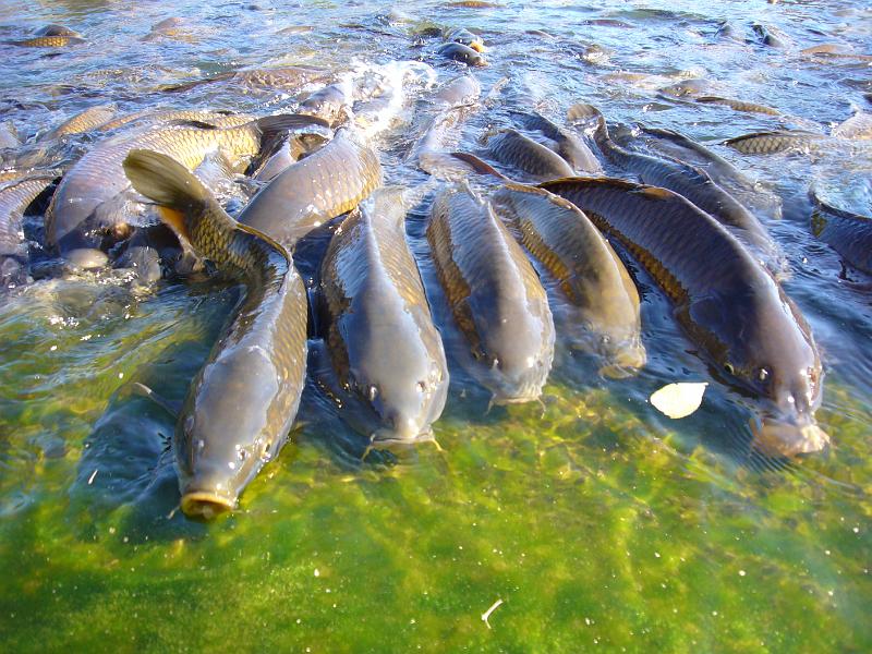 foto_20071119_1209_02.jpg - [de]Die Karpfen müssen für die Teichreinigung kurzzeitig mit einem anderen Zuhause vorlieb nehmen.[en]The carps will be moved to a temporary home while the pond is being cleaned.